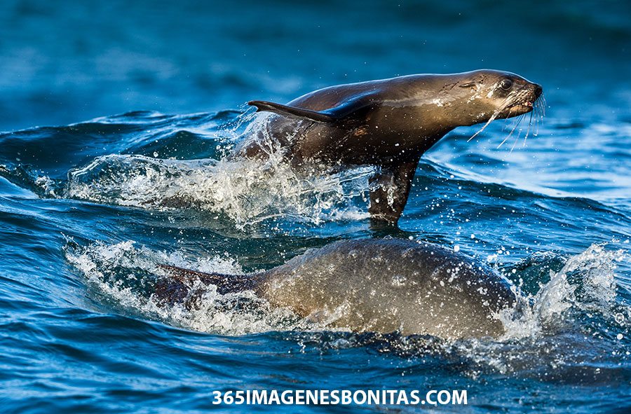 Animales marinos, Focas 