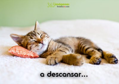 Gatito descansando