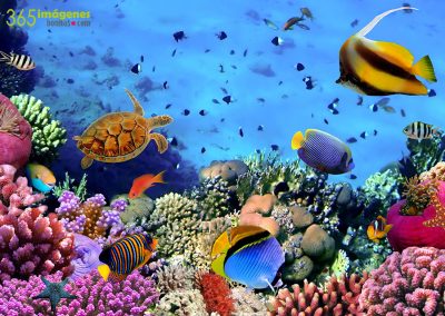 Peces y corales bonitos