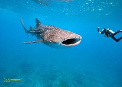 Tiburón ballena