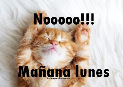 Mañana es lunes, gato perezoso