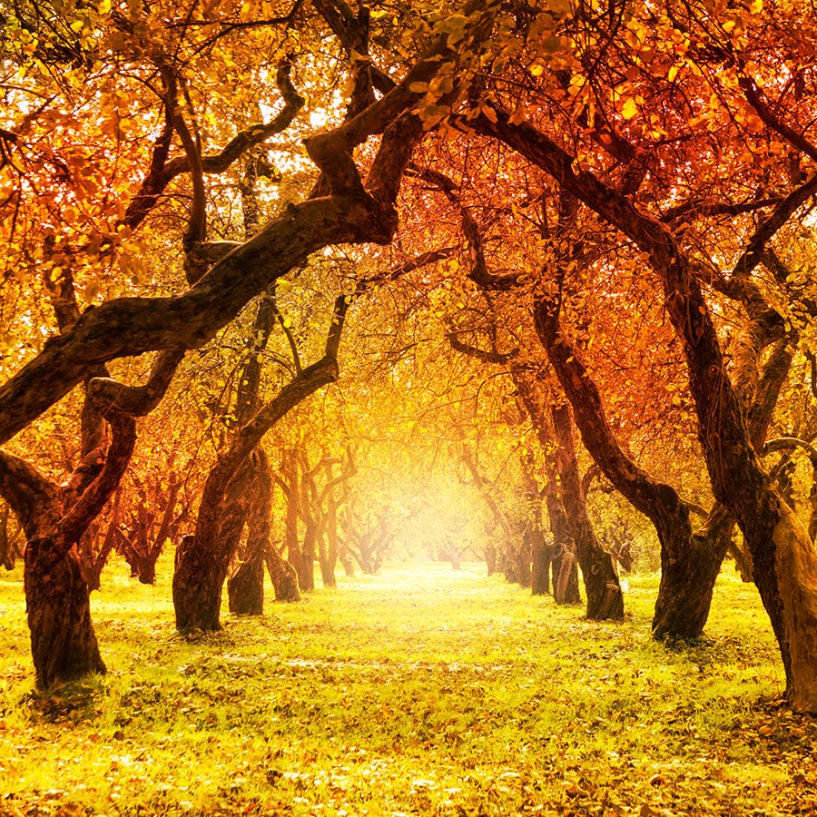 IMÁGENES DE OTOÑO y enamorate con fotos y fondos IMÁGENES DE OTOÑO y enamorate con fotos y fondos