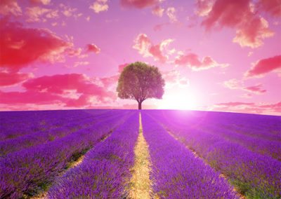 Campo de lavanda en la Provenza