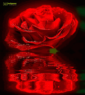 Imágenes de amor con movimiento con una rosa